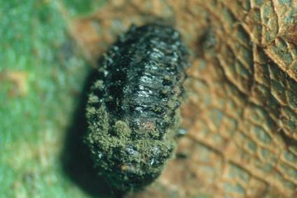 Prepupa of C. lapponica infected by M. anisopliae